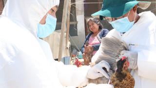 Nueve brotes de gripe aviar en Perú fueron controladas, según el Senasa