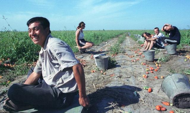 FOTO 2 | La compañía china Meicai creó una aplicación que conecta a los agricultores con los restaurantes. Año de fundación: 2014. Total recaudado: US$ 477 millones. Valoración actual: US$ 2,800 millones. Qué hace: Meicai, que se traduce como "comprar verduras", ejecuta su aplicación en teléfonos celulares de bajo costo para que los agricultores chinos puedan distribuir productos frescos a restaurantes en su área. (Foto: Oleg Nikishin/Newsmakers)