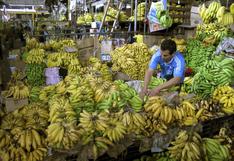 Colombia confirmaría en tres días presencia de plaga fusarium, letal para cultivos de plátano