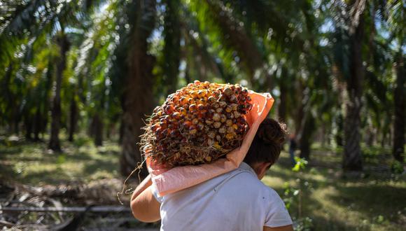 La palma aceitera es el principal producto de exportación de Ucayali. De los US$ 88 millones que exportó la región durante el 2021, US$ 49.5 millones (56%) se generó por los envíos de aceite de palma. Foto: Martín Cálix / Contracorriente.