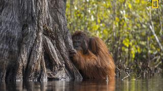 Mercado de aceite de palma no salvará a orangutanes