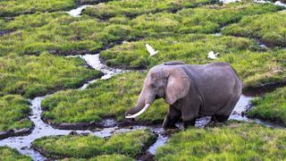 El elefante de selva africano, en peligro de extinción