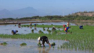 Piura: Más de 8,000 hectáreas de cultivos se han perdido por inundaciones