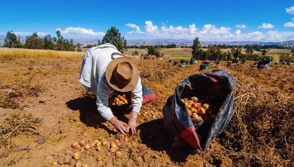 En la región Apurímac se vieron afectados los créditos agrarios orientados a los cultivos de papa, quinua, palta y cuyes. (Foto: Difusión)
