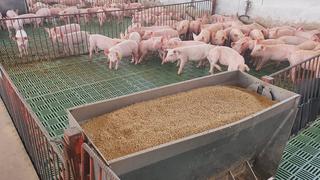 Alza del precio del maíz en casi 70% se traslada a venta minorista de la carne de cerdo 