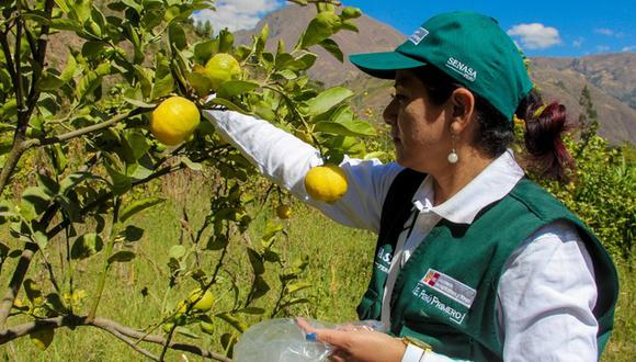 Midagri, a través del Senasa, declara en emergencia fitosanaria dos regiones por plaga que afecta cítricos. (Foto: Ministerio de Agricultura y Riego)