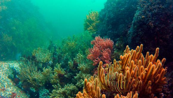 La biodiversidad más abundante en este espacio es la que existe bajo el mar. En los Arrecifes de Punta Sal se registra un alto endemismo de especies invertebradas.