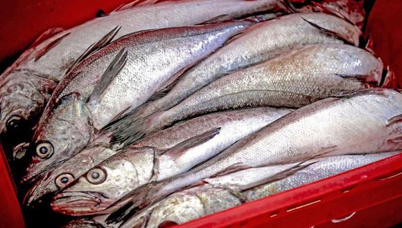 Imarpe recomendó suspender la pesca de merluza por la necesidad de proteger a los juveniles y la biomasa desovante. (Foto: Difusión)