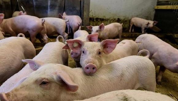 Más de 2 millones de cerdos en 15 regiones serán vacunados contra la peste porcina, informó el Senasa. (Foto: GEC/Referencial)