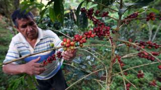 Productores de café perderán S/. 400 millones por caída de cosecha en 23%