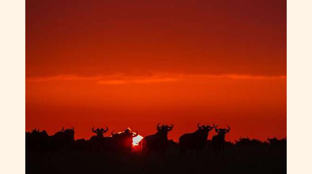 La Gran Migración, África Oriental. Cada año, miles de bestias salvajes se mueve a lo largo de África Oriental en una de las mayores migraciones en masa del planeta. Reserva un sitio en un campamento móvil que te permita seguir a los animales. (Foto: msn)