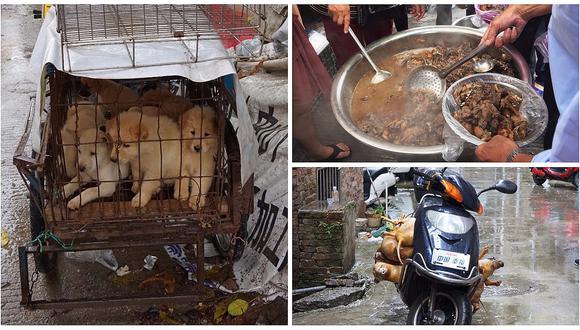 Miles de perros son sacrificados durante el festival de la carne de perro de Yulin en China.