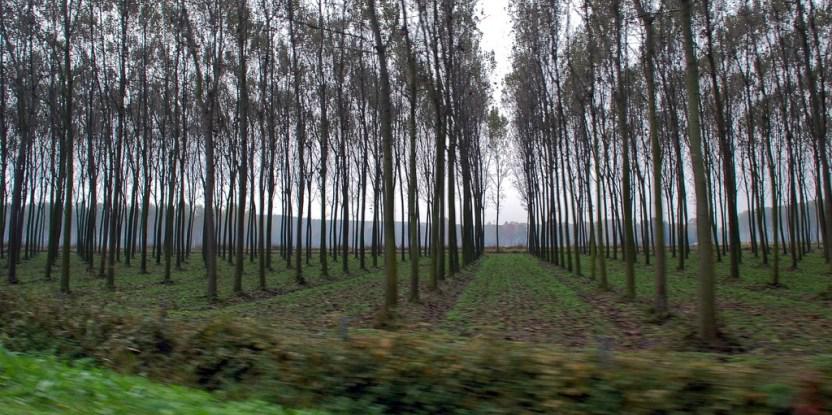Plantaciones forestales