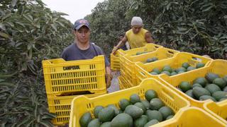 AGAP: Restricción chilena a la palta peruana es "proteccionismo sin fundamento"