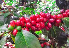 Cultivos alternativos: 730 hectáreas de coca fueron reconvertidas a café