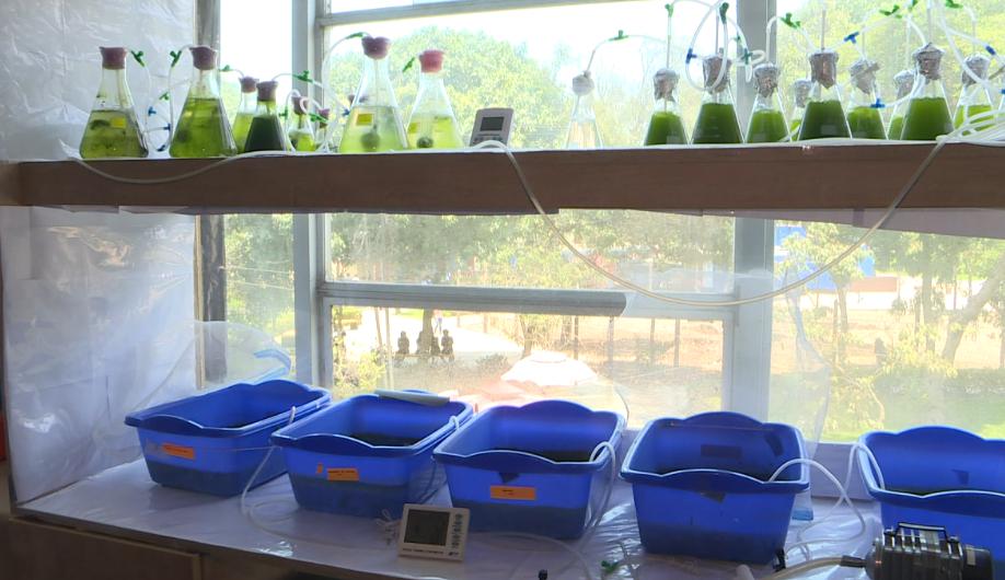 Estas pequeñas algas podrían salvar los lagos de Perú de la contaminación. (Foto: AFP)