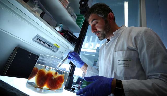 El Dr. Ali Ertuerk observa un cerebro humano transparente en su laboratorio en Munich. El órgano fue creado con DISCO tecnología de transparencia que permite generar vistas de alta resolución de órganos. (Foto: Reuters)