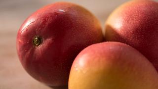 Mango peruano, tras un nuevo tratamiento sanitario para evitar la mosca de la fruta