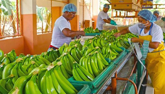 22 de julio del 2013. Hace 10 años. Se desploma exportación de banano orgánico.