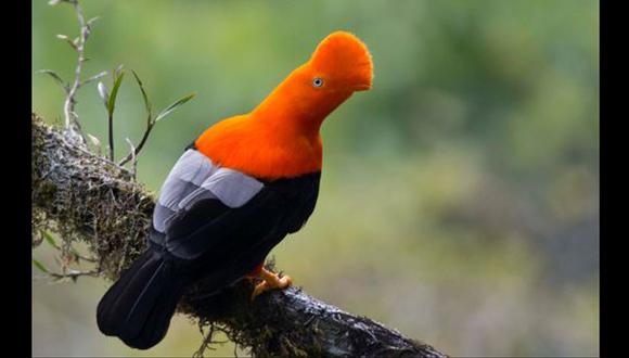 “Los ornitólogos saben ahora que los ríos están asociados, de una forma u otra, al origen de muchas especies de aves”, afirma el autor principal del estudio, Lukas Musher.
