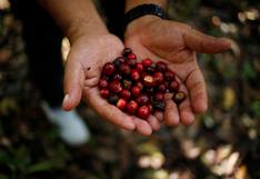 Exportaciones peruanas de café se disparan este año, ¿cuáles son los motivos detrás?