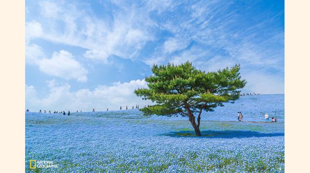 Hitachi Seaside Park, en la prefectura de Ibaraki, Japón. En ese lugar existe 4.5 millones de flores azules. La mejor época para verlas es por lo general desde fines de abril hasta la primera semana de mayo.
