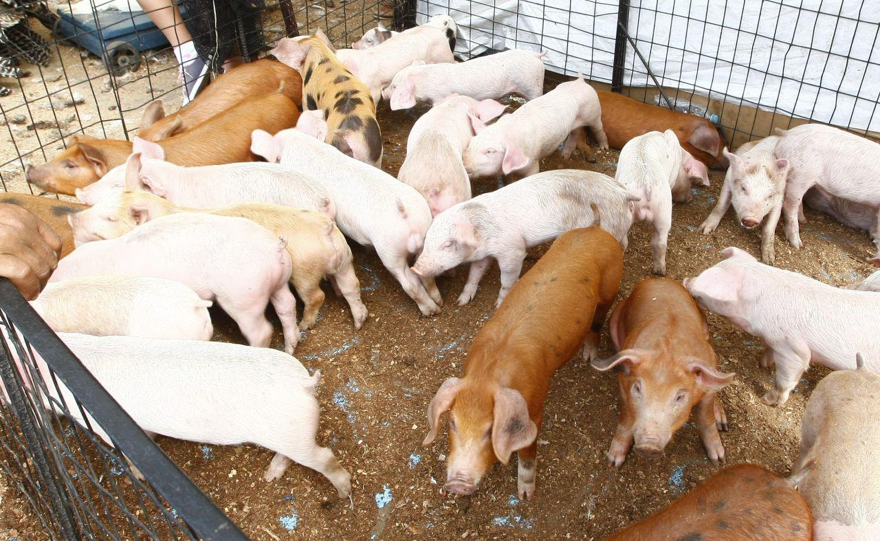 En el 2019, el crecimiento registrado por el sector fue de  6.5%. (Foto: GEC)