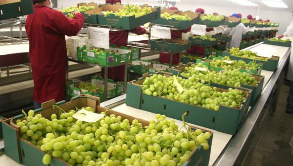 Campaña de exportación de uva de mesa peruana 2022-2023 a poco menos de un mes de culminar.  (Foto: Difusión)