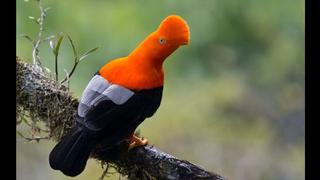 Global Big Day: Conoce a las 10 aves emblemáticas del Perú