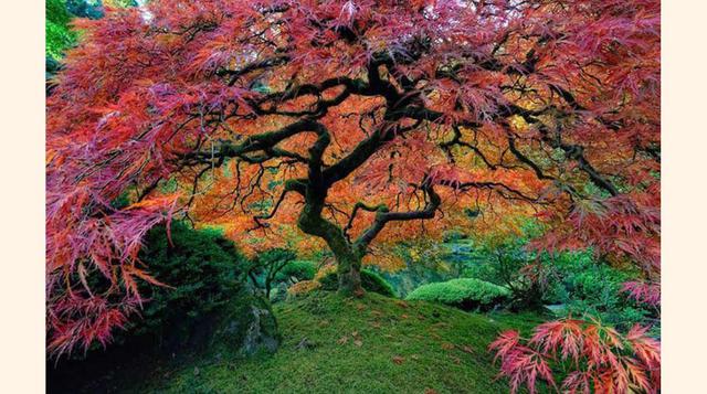 FOTO 1 | Hermoso cedro japonés en Portland, Estados Unidos.