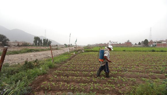 El Ministerio de Agricultura y Riego (Minagri) va a acompañar a las regiones en la producción agropecuaria. (Foto: GEC)