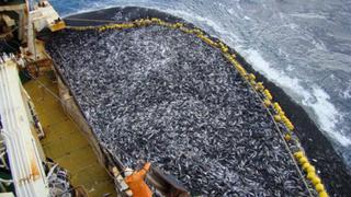 Pesca de jurel es “muy pobre” por efectos de El Niño y se recuperaría recién en abril