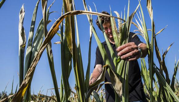 El agricultor holandés Bert Sloetjes revisa sus campos de trigo mientras sufren la persistente sequía, el 30 de julio de 2019 en Halle. (Foto de Vincent Jannink / ANP / AFP)