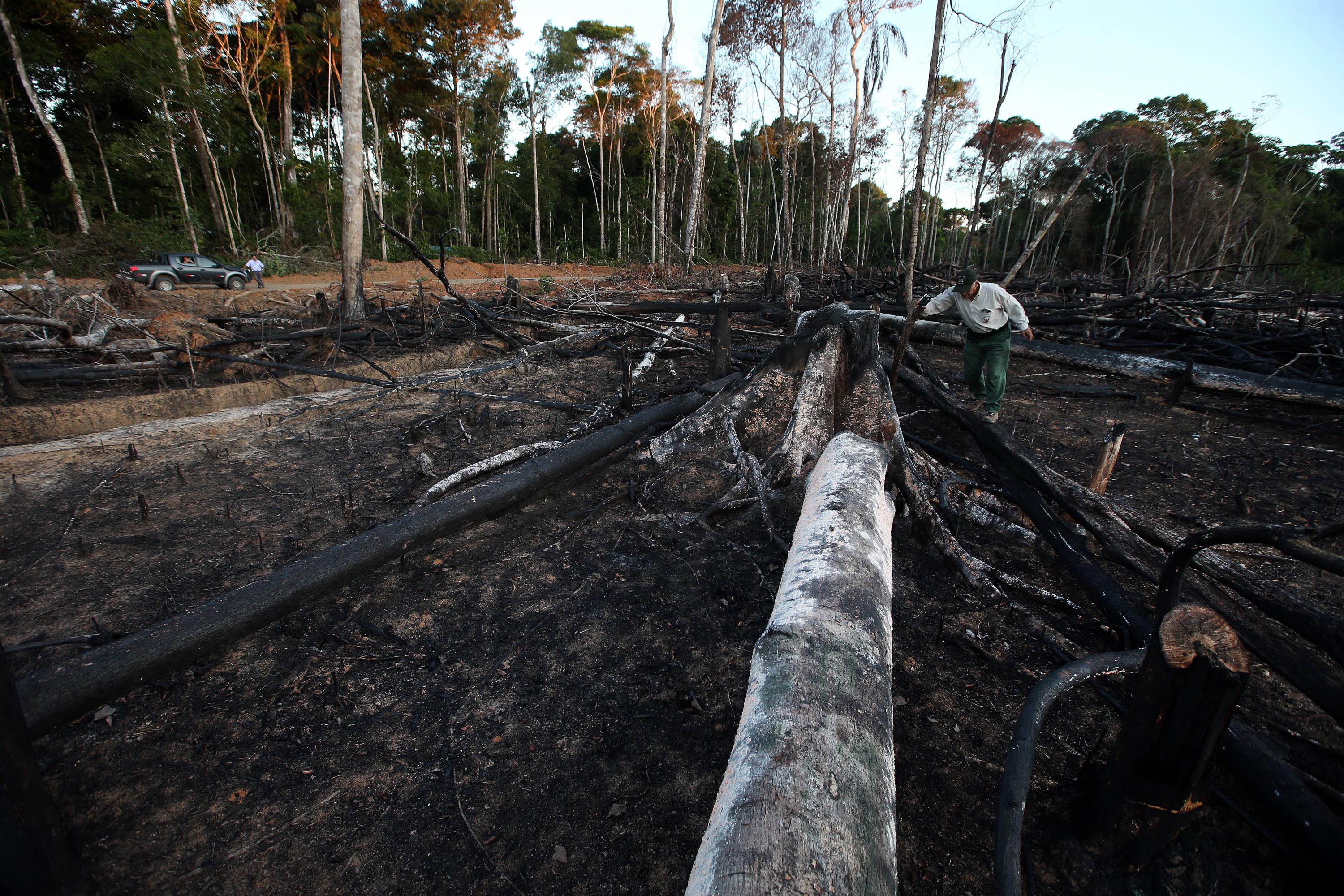 Ante la deforestación de la Amazonía de nuestro país, el gobierno de Estados Unidos analizaría tomar fuertes medidas contra Perú. (Foto: GEC)