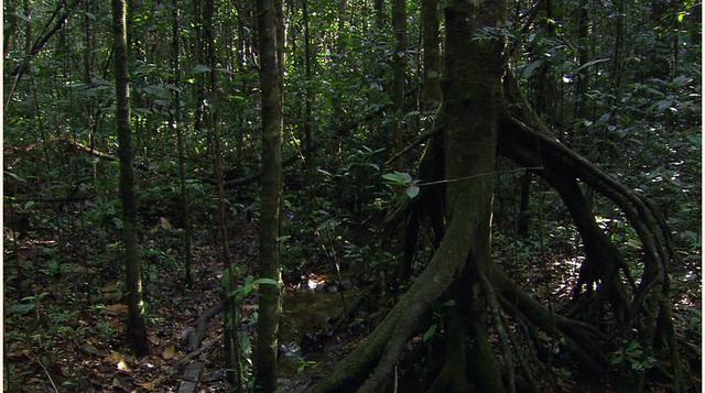 Una muestra de que los bosques contribuyen al desarrollo de la agricultura es lo que pasa en Zambia, donde el aumento de la cubierta forestal, combinada con la agricultura de conservación, ha duplicado el rendimiento de los cultivos de maíz.