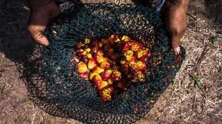 Gigante de aceite de palma quiere crecer en Latinoamérica