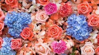 Ventas de flores al exterior creció 38% siendo los mayores compradores EE.UU, Países Bajos y Canadá