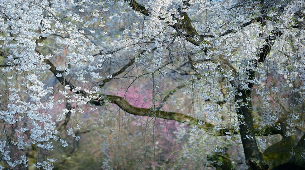 Imperial Blossoms, Kioto, Japón – Fotografía de Yukio Miki.