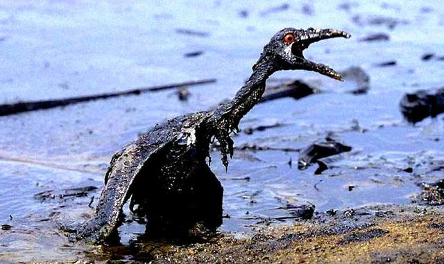 Por desgracia con el tiempo hemos tenido que ponernos las pilas en idear maneras de limpiar el petróleo del agua, a medida que se han ido sucediendo catástrofes como la del Prestige. La dificultad de limpiar estos vertidos es considerable, teniendo en cue