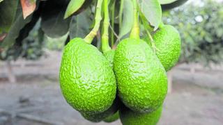 Productores de palta Hass apuestan por consumo interno