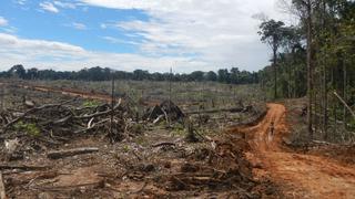 Minam: Deforestación en Perú habría alcanzado 147,000 hectáreas en el 2019