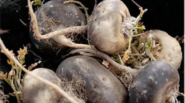 Los envíos de derivados de  maca podrían incrementarse si se toman las medidas necesarias para evitar la salida irregular de ese producto en estado natural con destino a China, según Adex.