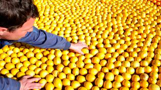 EE.UU. frenó por 60 días importación de limones de Argentina
