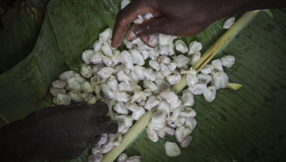Trabajadores demuestran la fermentación de semillas de cacao en una plantación de cacao en Agboville, Costa de Marfil, el martes 1 de septiembre de 2015.