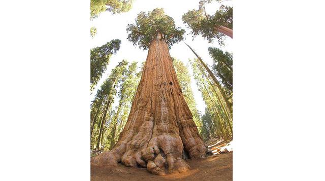 The President Tree. Se eleva en tierras californianas desde hace 3 200 años, específicamente en California’s Giant Forest of Sequoia National Park. Se trata de uno de los árboles más grandes, anchos y antiguos del mundo. Tan sólo su tronco mide alrededor 