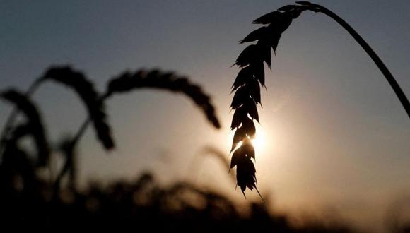 Rusia y Ucrania son dos de los principales proveedores de trigo, cebada, maíz y aceite de girasol. (Foto: Reuters)