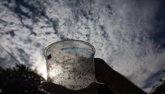 Imagen referencial de mosquitos transmisores del dengue. (Foto: Getty Images)