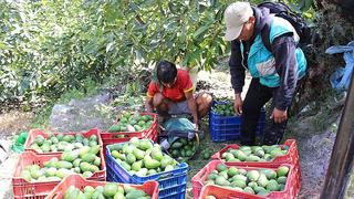 Prohass: Este año  se sumaron a la producción de palta 2,000 nuevas hectáreas en el norte