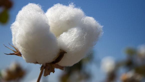 El Ministerio de Comercio Exterior y Turismo también impulsará la realización de ruedas de negocios con compradores internacionales de algodón para consolidar la presencia del producto peruano.  (Foto: GEC)