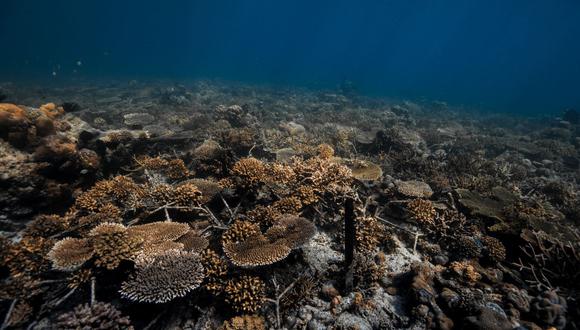 En Indonesia la pesca con explosivos destruyó grandes zonas de arrecifes hace más de 30 años, sin que estas hayan dado ningún síntoma de recuperación natural desde entonces. (Foto: EFE)